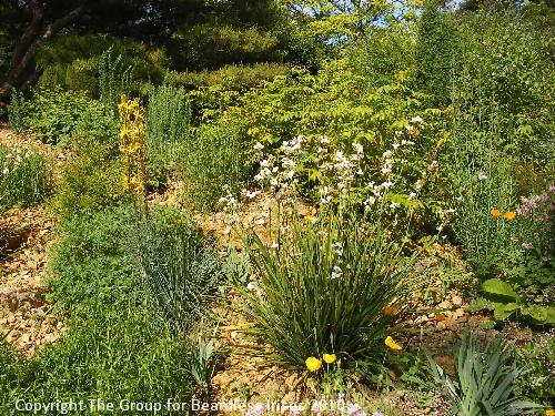 hidcote (13)